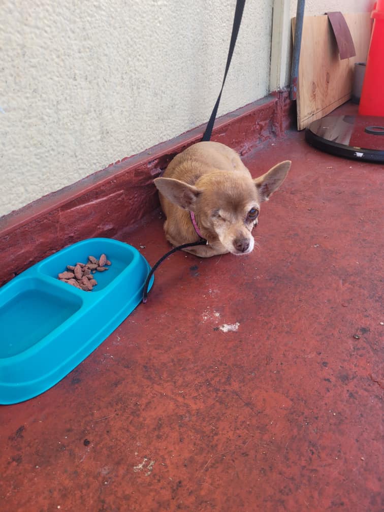 senior dog tied to a porch