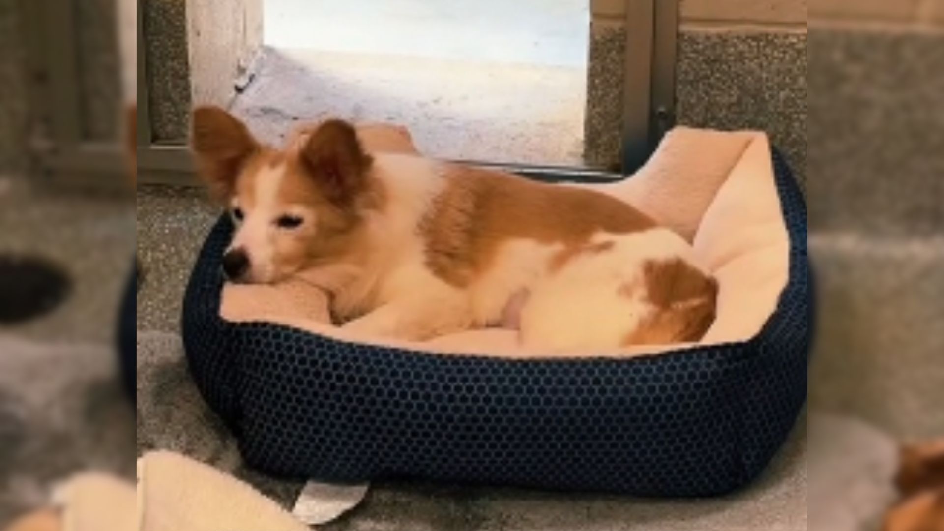 Senior Shelter Pup Keeps Hoping That Someone Will Notice Her As She Watches People Pass Her By 