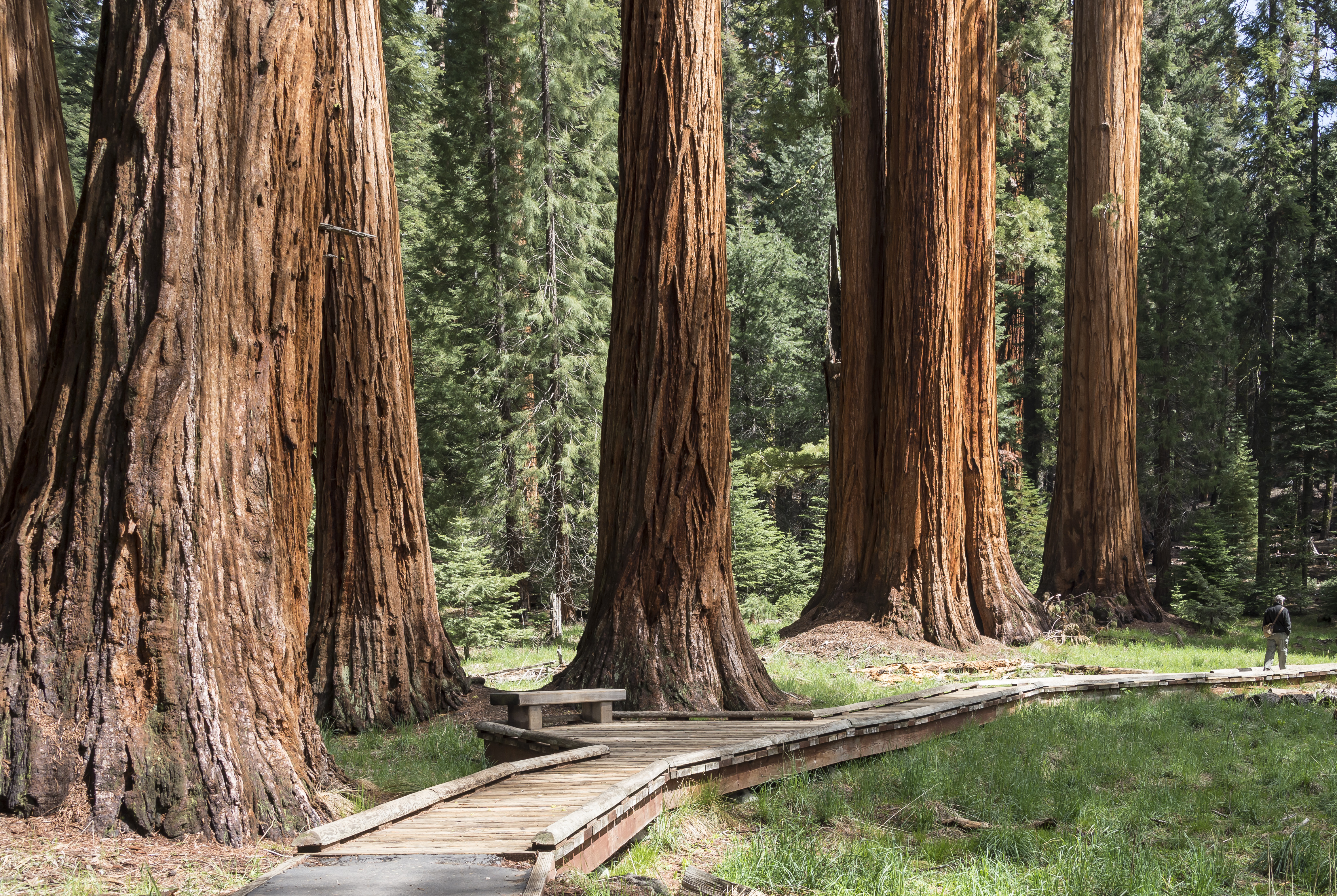 Exploring Giant Sequoia Groves - Sequoia & Kings Canyon National Parks  (U.S. National Park Service)