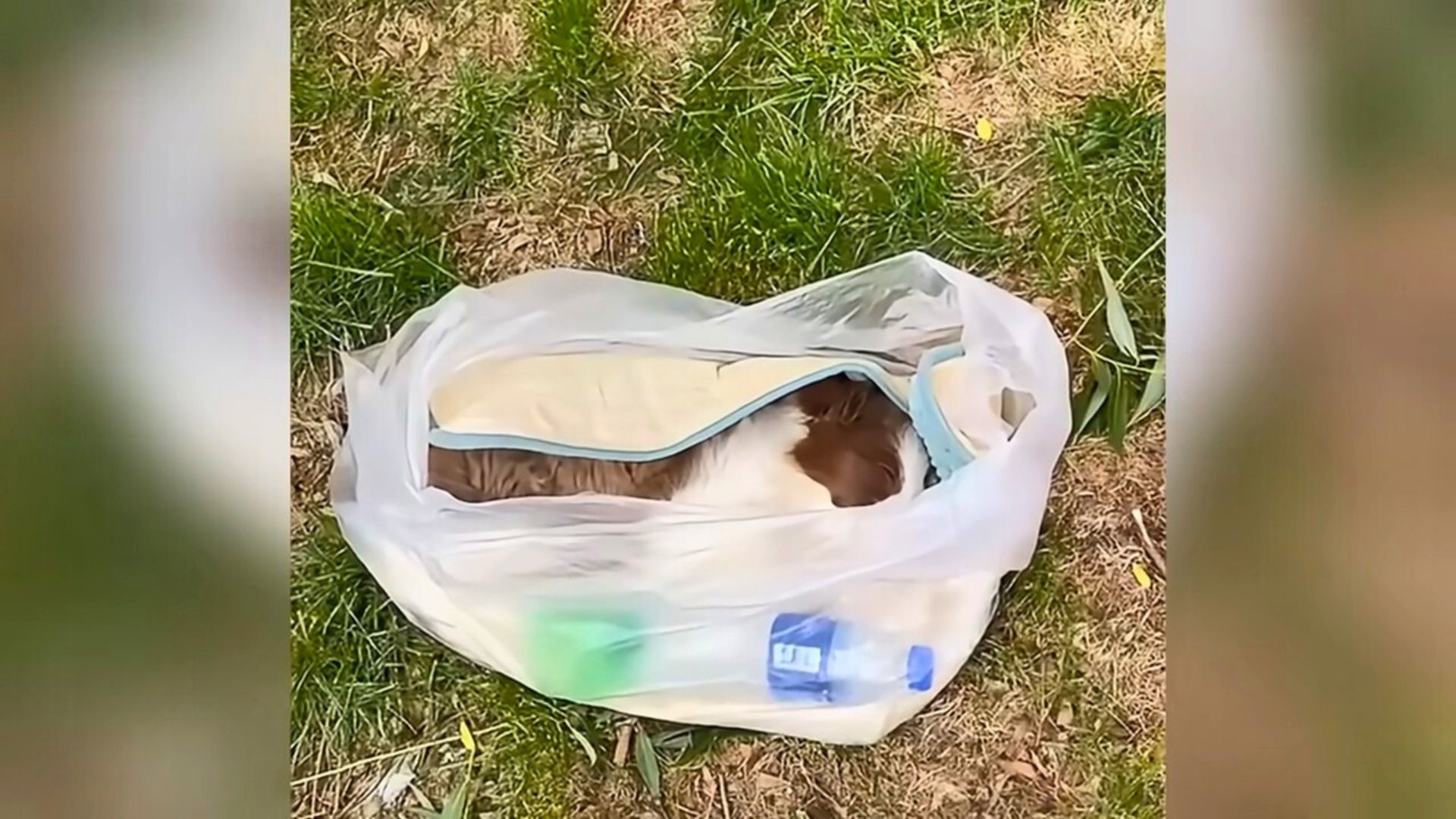 Dog Barely Breathing In A Tiny Bag Discovered Just In Time By Kind Rescuers