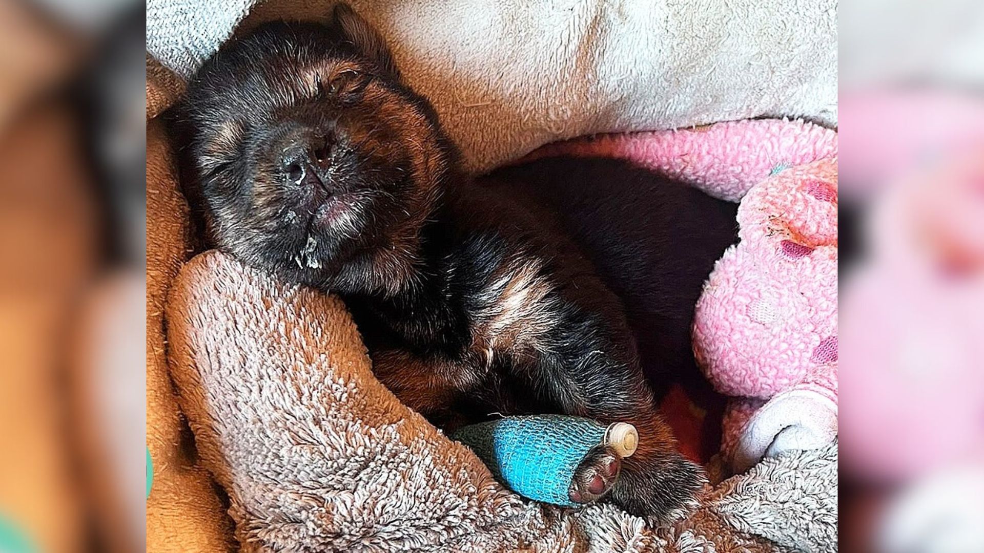 Puppy Who Lost 6 Siblings Was Given Zero Chance To Survive, Then A Miracle Happened