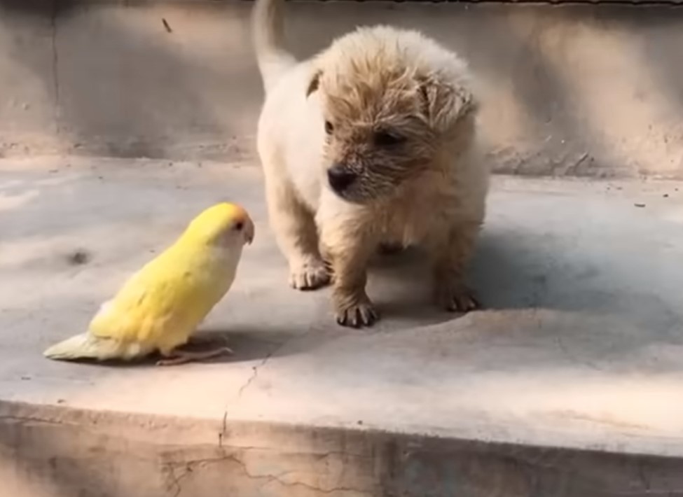 small puppy and a yellow bird