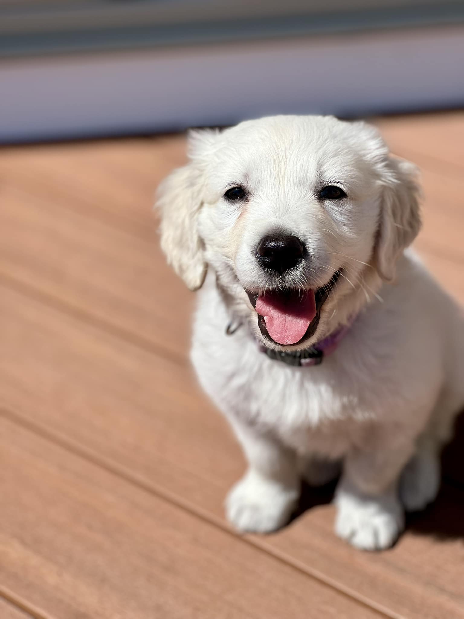 smiling dog with tongue out