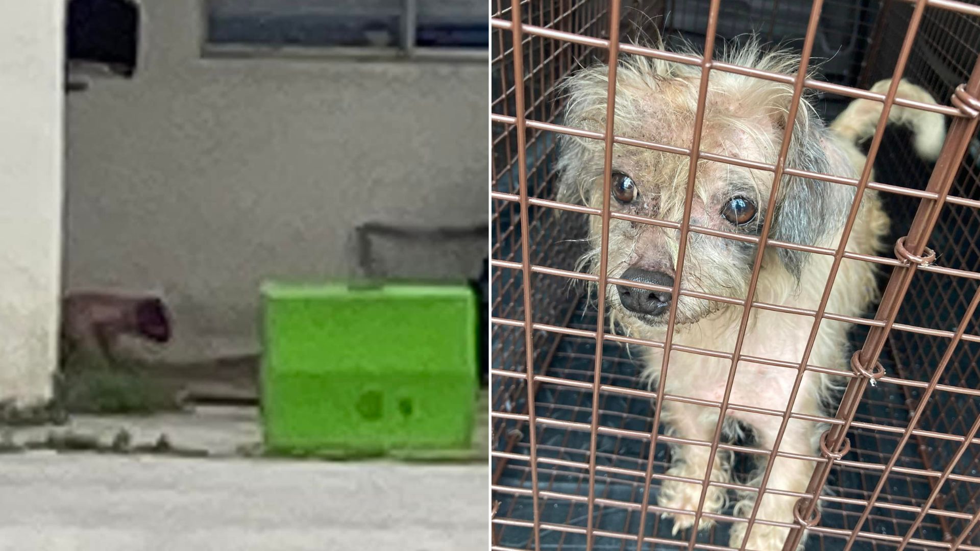 Sorrowful And Neglected Pup Who Was Left Behind In An Abandoned House Finds His Dream Home