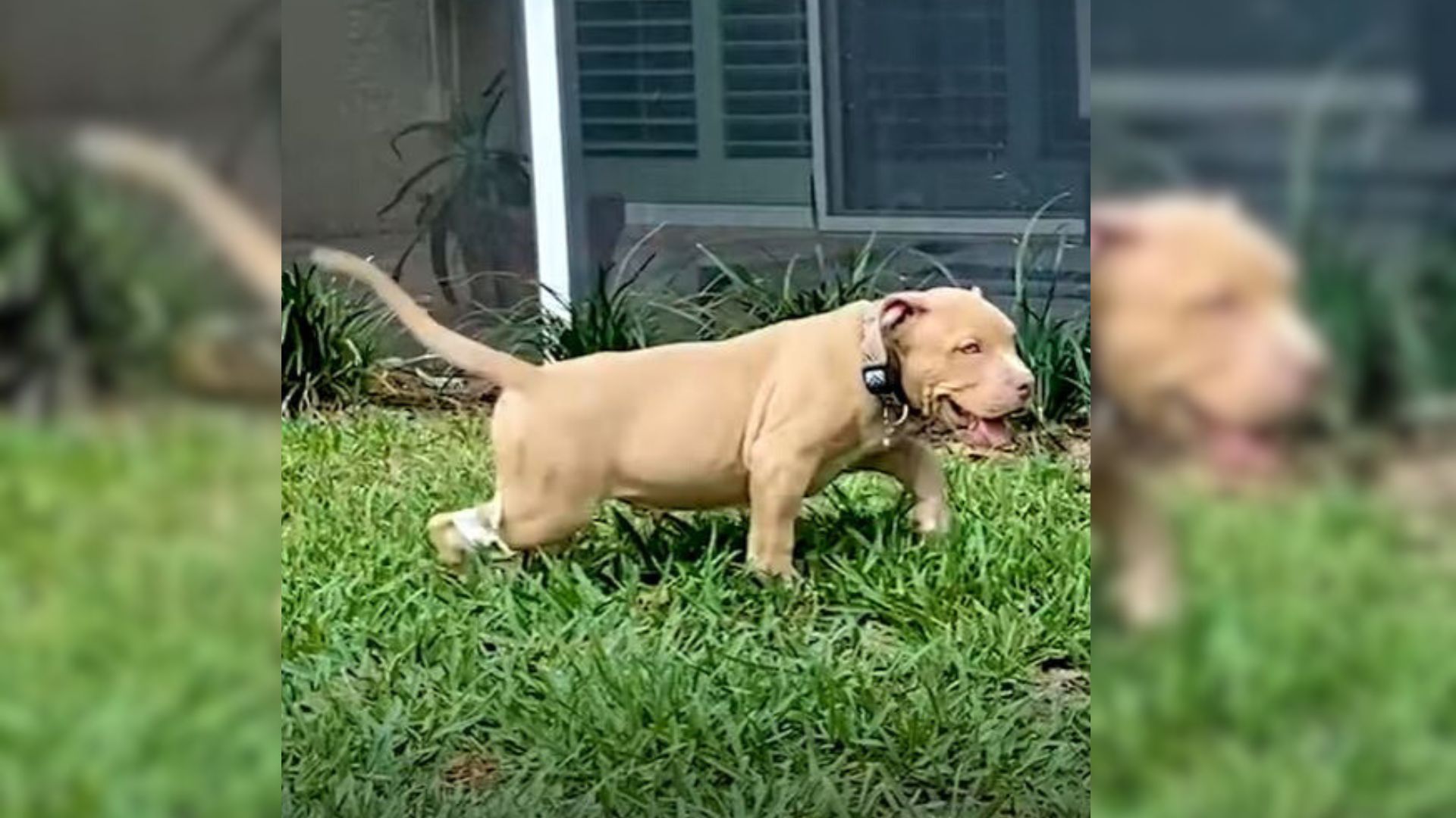 Special Needs Puppy Dumped In Public Restroom Is Now Spreading Joy As A Certified Therapy Dog