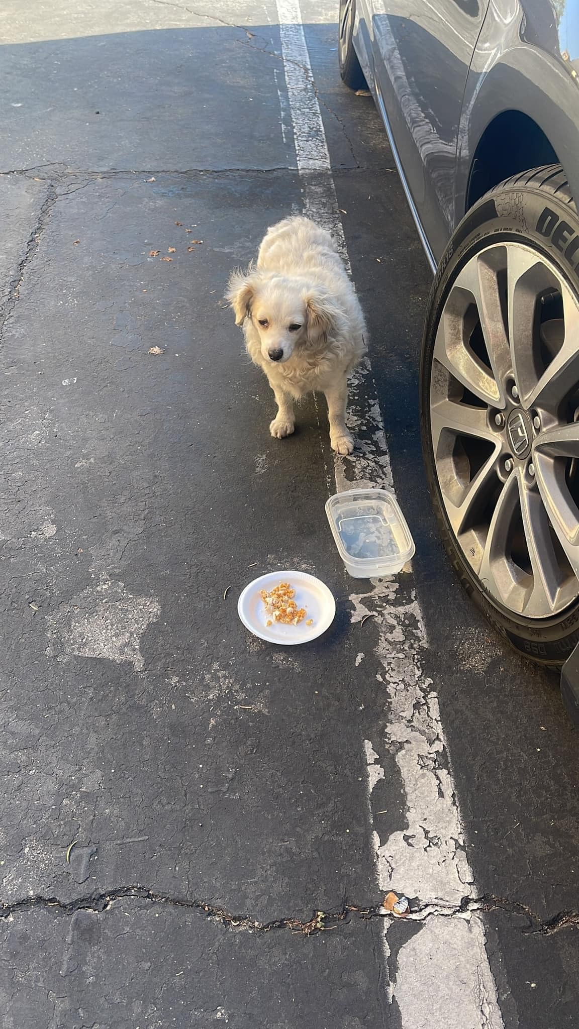 sray dog with food and water on the floor