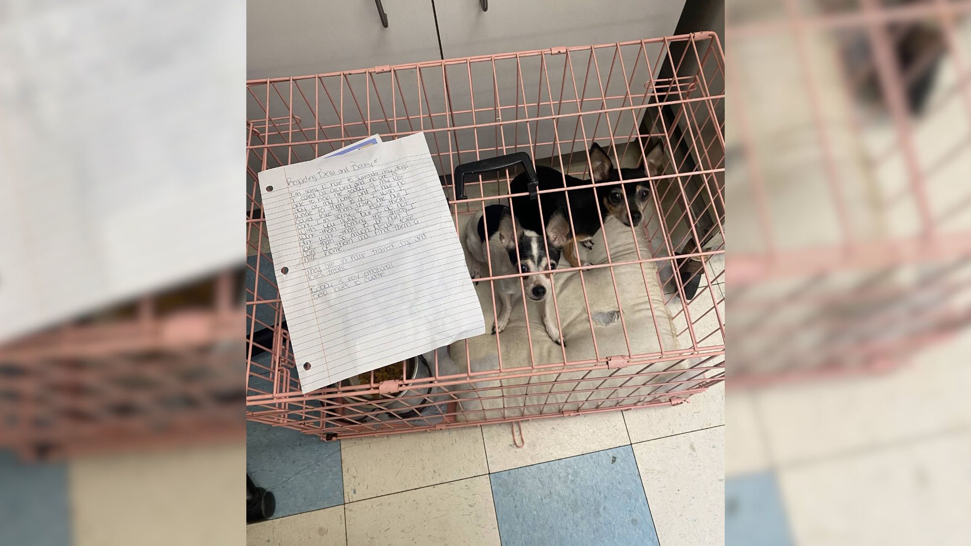 Rescuers Were Sad To Find 2 Abandoned Dog Outside Shelter With A Heartbreaking Note From The Owner