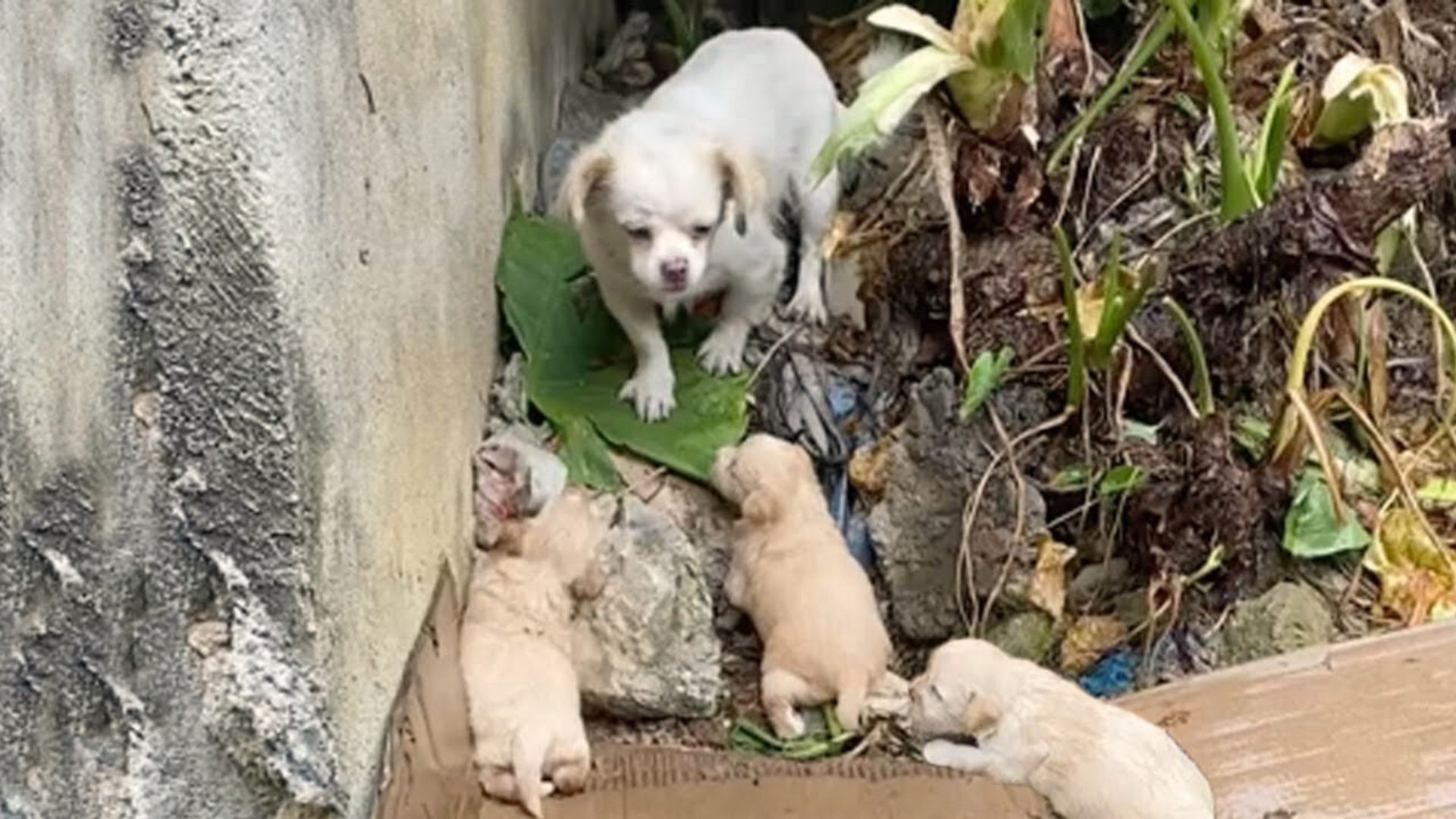 Rescuers Were Shocked To Find This Mama Dog And Her Babies Freezing In The Rain So They Went To Help