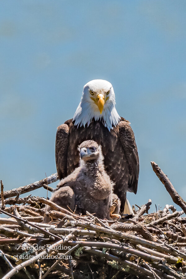 Eagle Plus Eaglet Portrait — Steider Studios