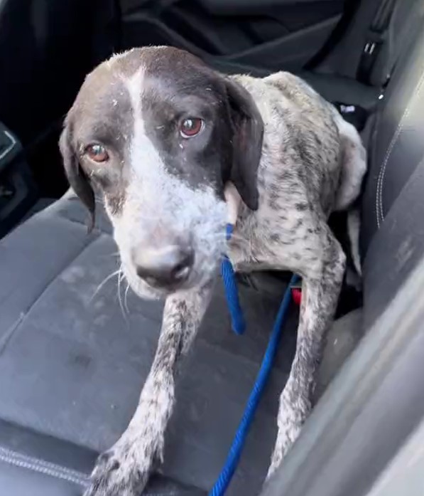 stray dog in a car