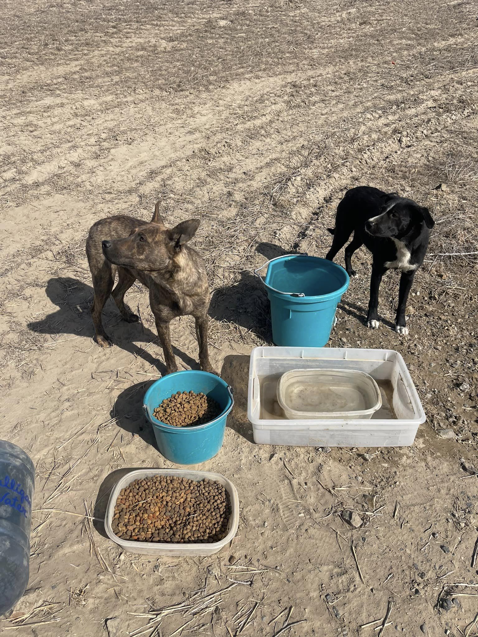 stray dogs and food