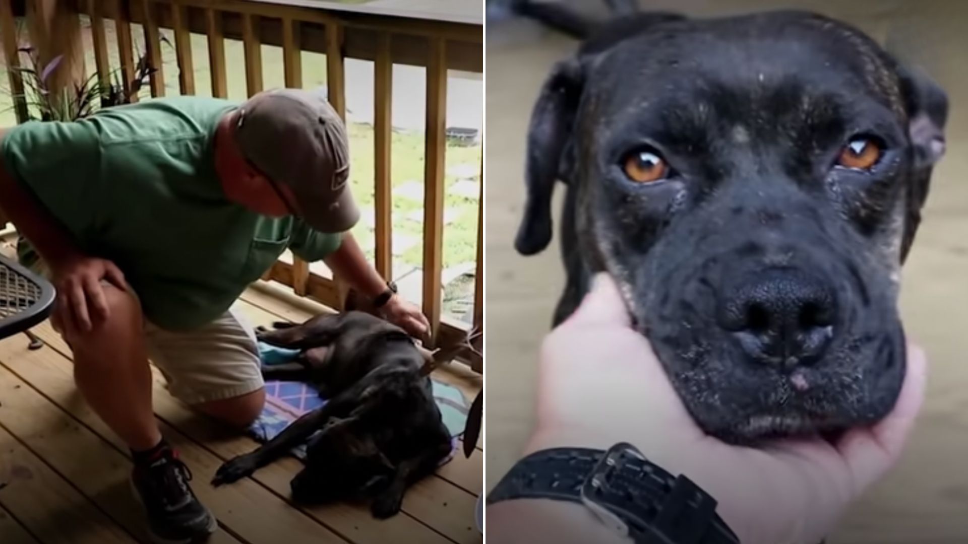 Family Noticed An Injured Dog Lying On Their Porch And Realized They Had To Help Him