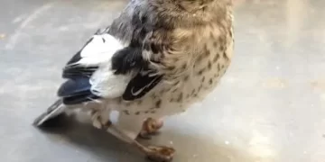 People like you deserve a hug! Injured Little Bird Receives Tiny ‘Snowshoe’ and Returns to His Feet at California Wildlife Center