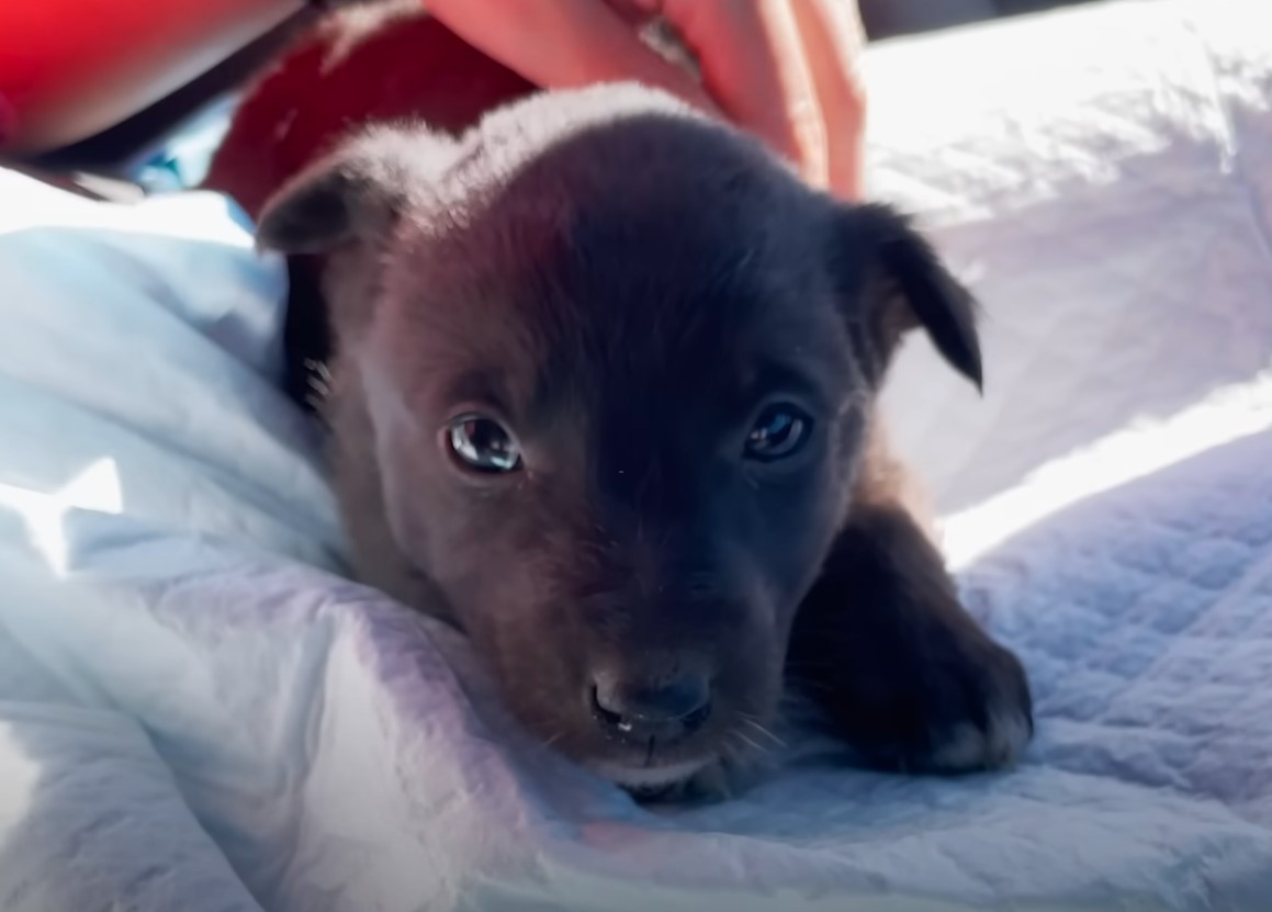 sweet black puppy