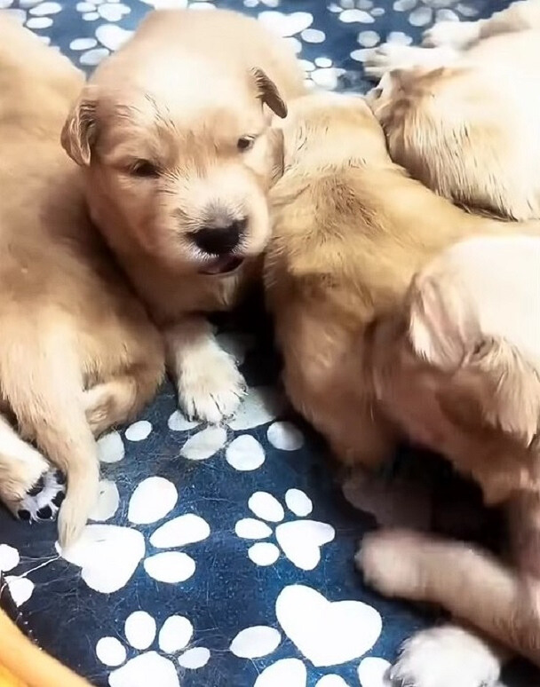 sweet brown puppies