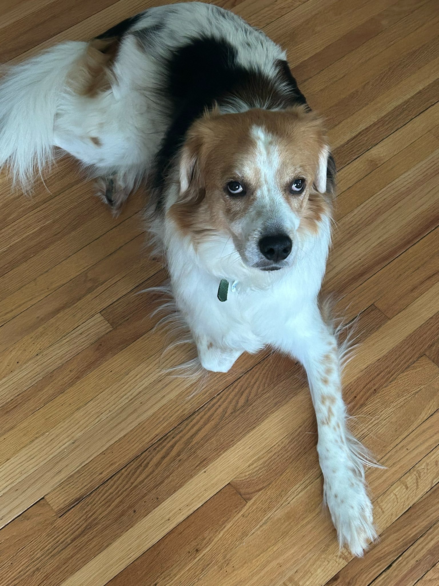 sweet dog laying on the floor