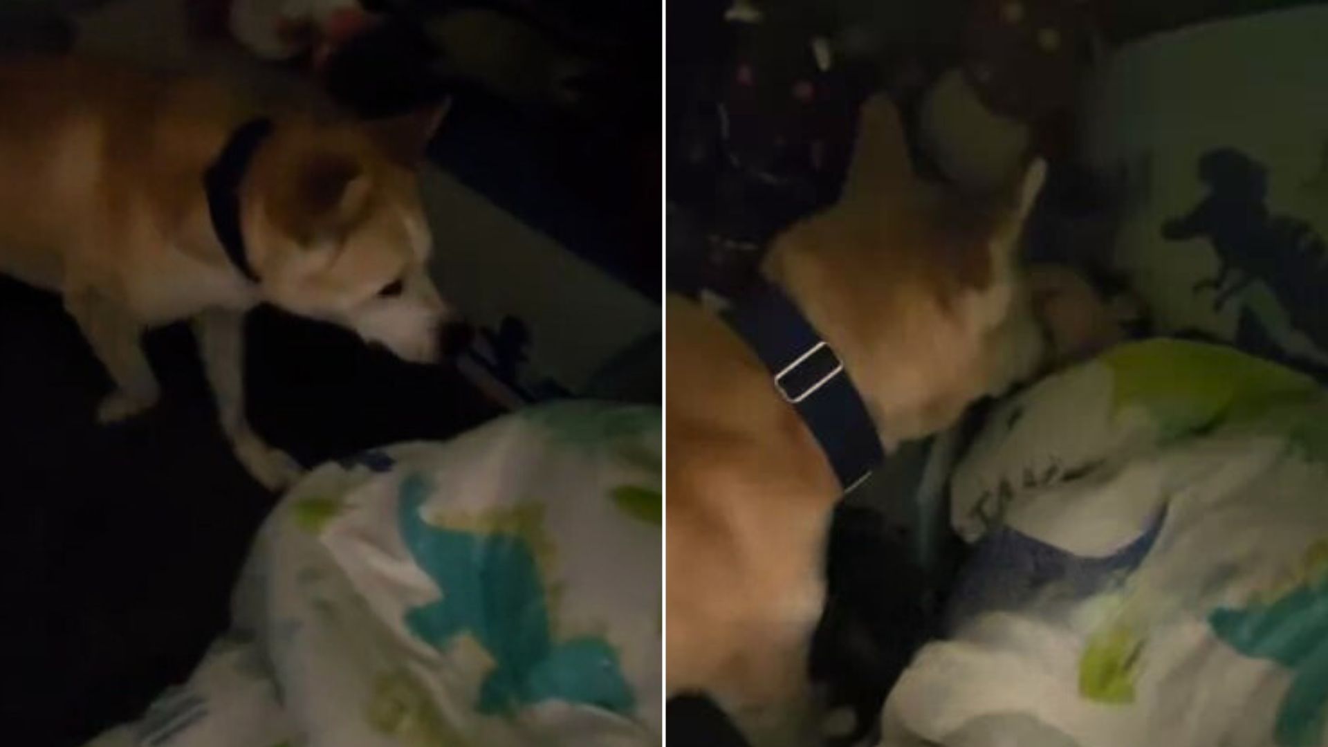 Sweet Guardian Dog Caught On Camera Checking On His Sleeping Human Siblings