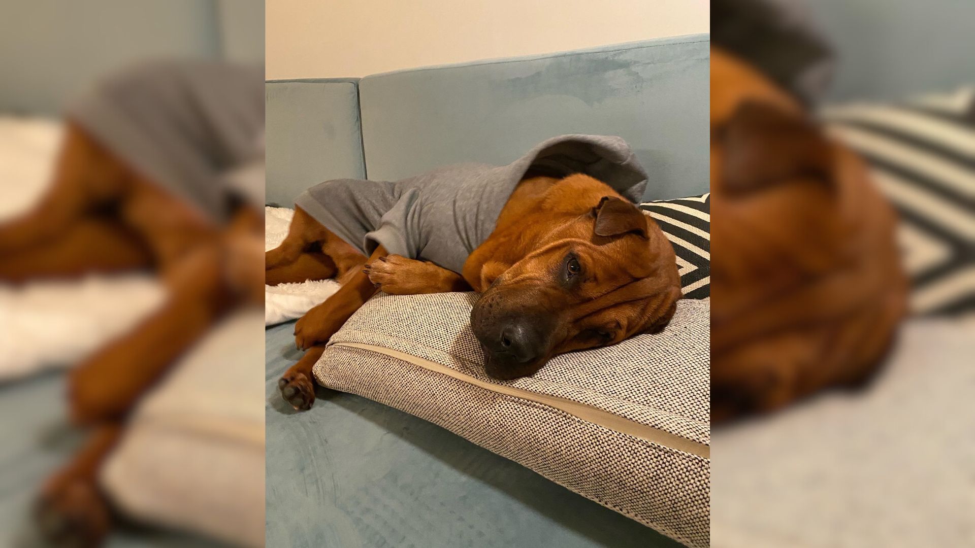 Sweet Pup Who Lived At A Shelter For 2 Years Requests His Mom To Tuck Him In Every Night