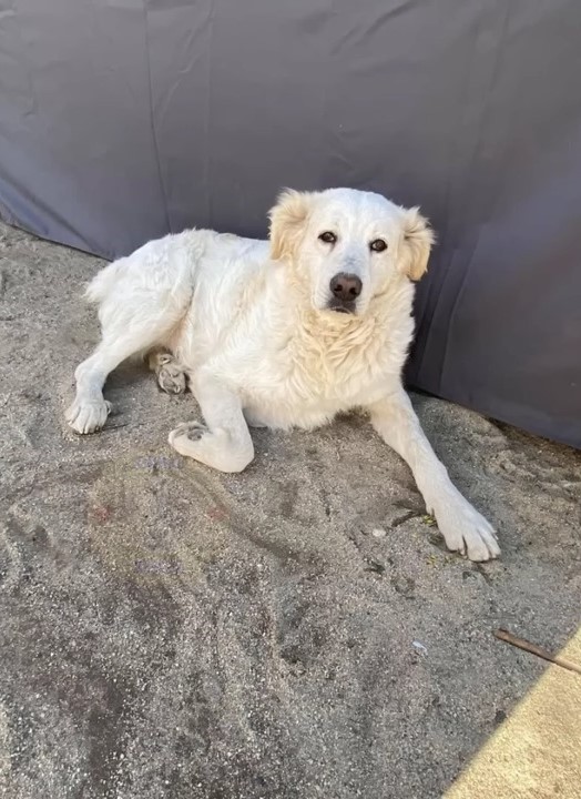 sweet white dog