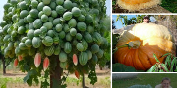 Nature’s Giants: Behold the Astonishing Size of These Fruits and Vegetables