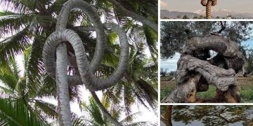 Nature’s Incredible Resilience: Discovering the Astonishing Tree with a Pliable Trunk