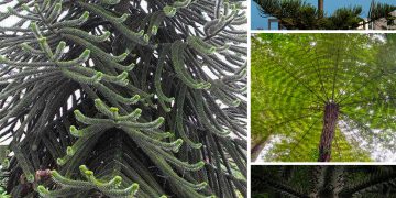 “The Majestic Dragon Blood Tree: Socotra’s Unique Umbrella-Shaped Wonder Reaching 33 Feet”