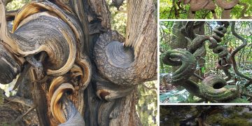 Exploring the Beauty of Nature: The Graceful Curves of Pine Trees’ Trunks