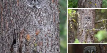 Photographer Captures Amazing Camouflage: A Skillful Blend into the Tree