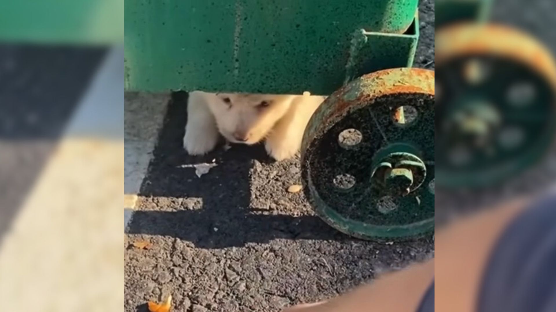 Rescuers Were Shocked To See A Small Puppy Hiding Under A Dumpster So They Gave Him A New Chance