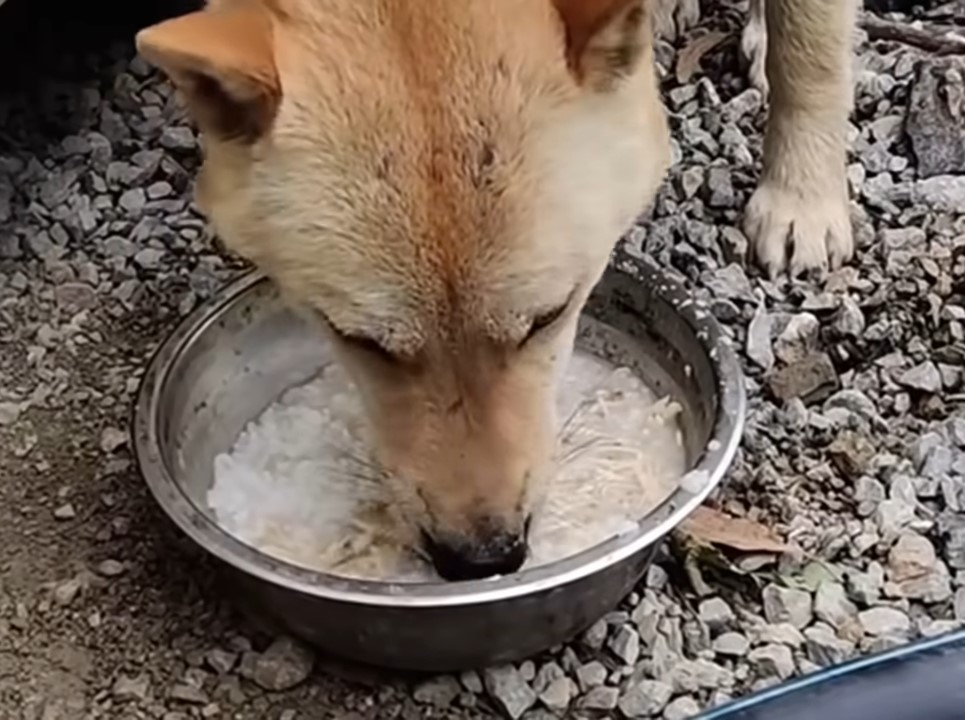 the dog eats from a tin plate