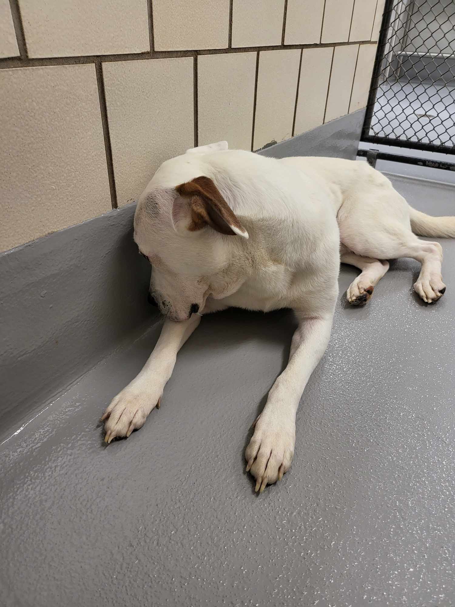 the dog in the shelter lies and licks his paw