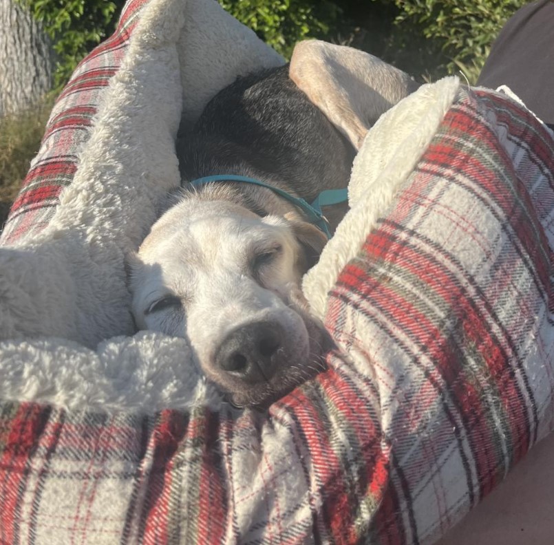 the dog is lying on a colorful pillow