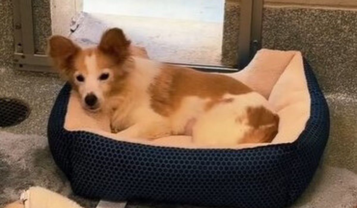 the dog is lying on the pillow by the window