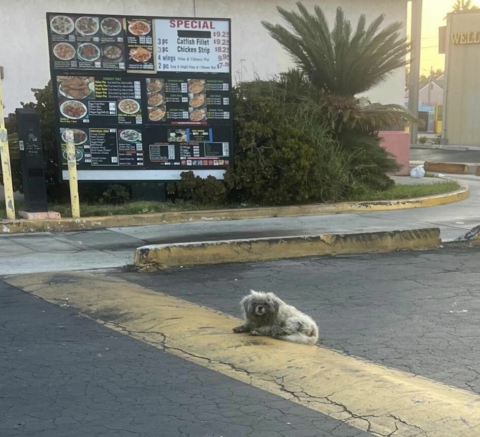 the dog is lying on the road next to the restaurant