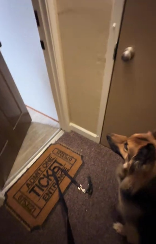 the dog is sitting in front of the open door