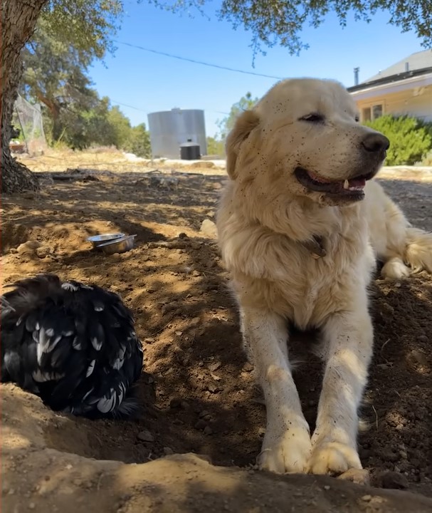 the dog is sitting next to the chicken