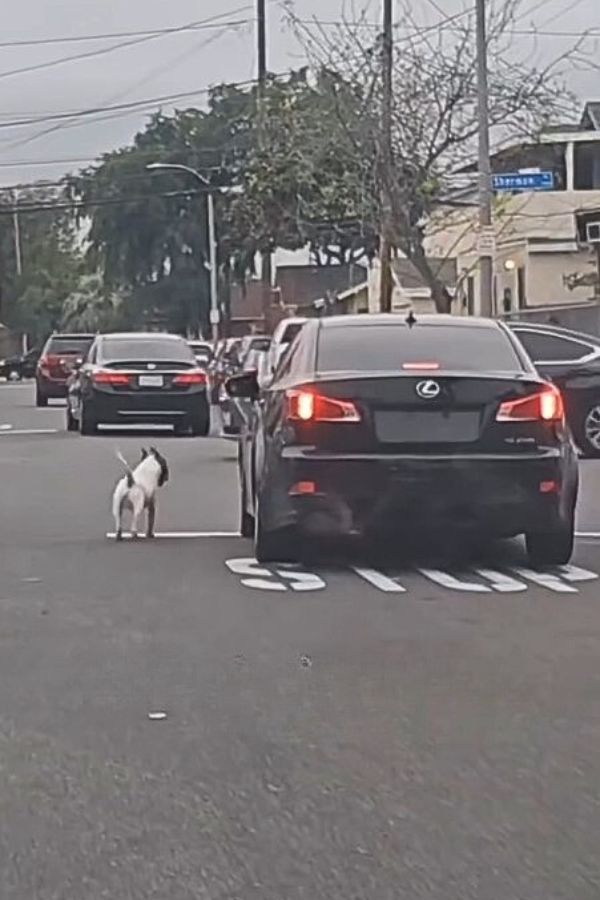 the dog is standing next to his owner's car