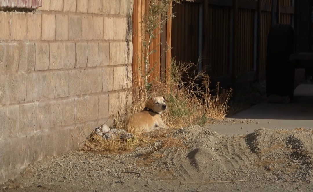 the dog lies by the wall and looks around