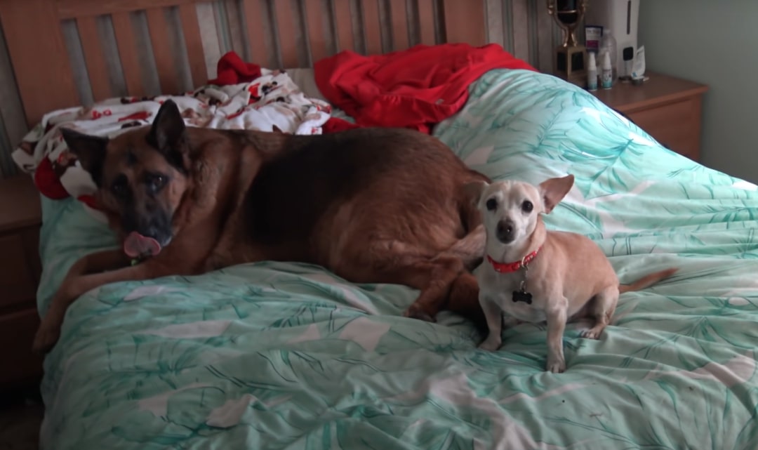 the dog lies on the bed and licks itself