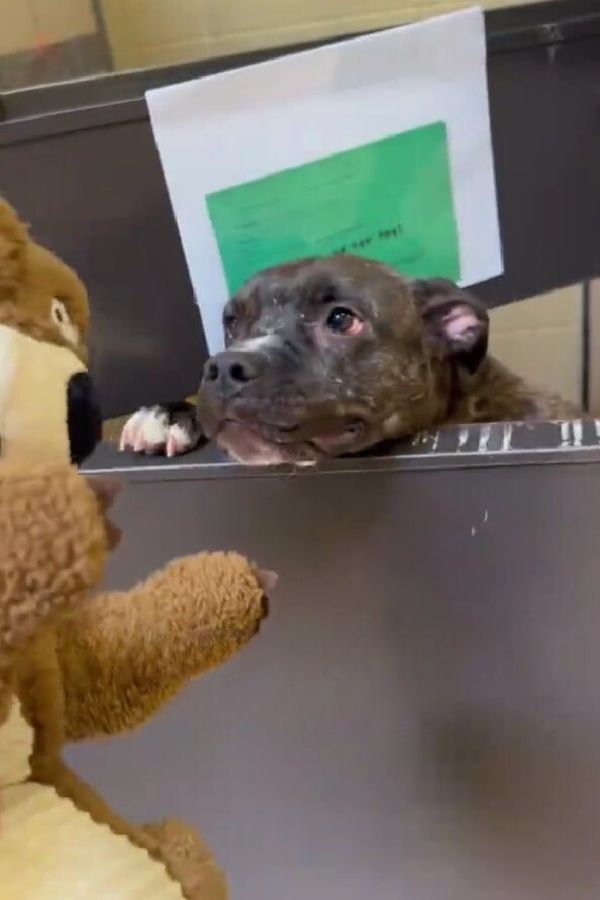 the dog looks at the teddy bear