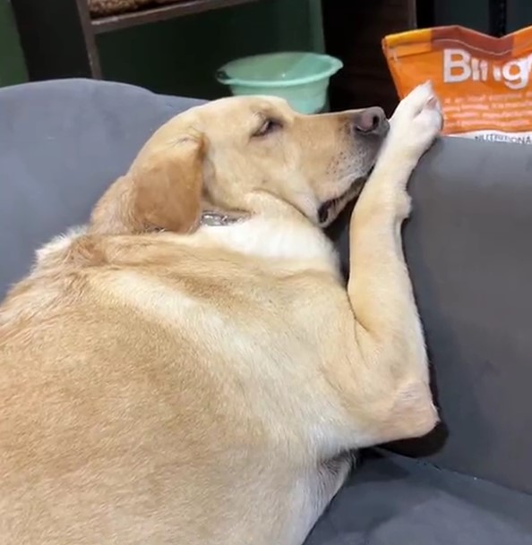 the dog resting its paw on the armchair is sleeping