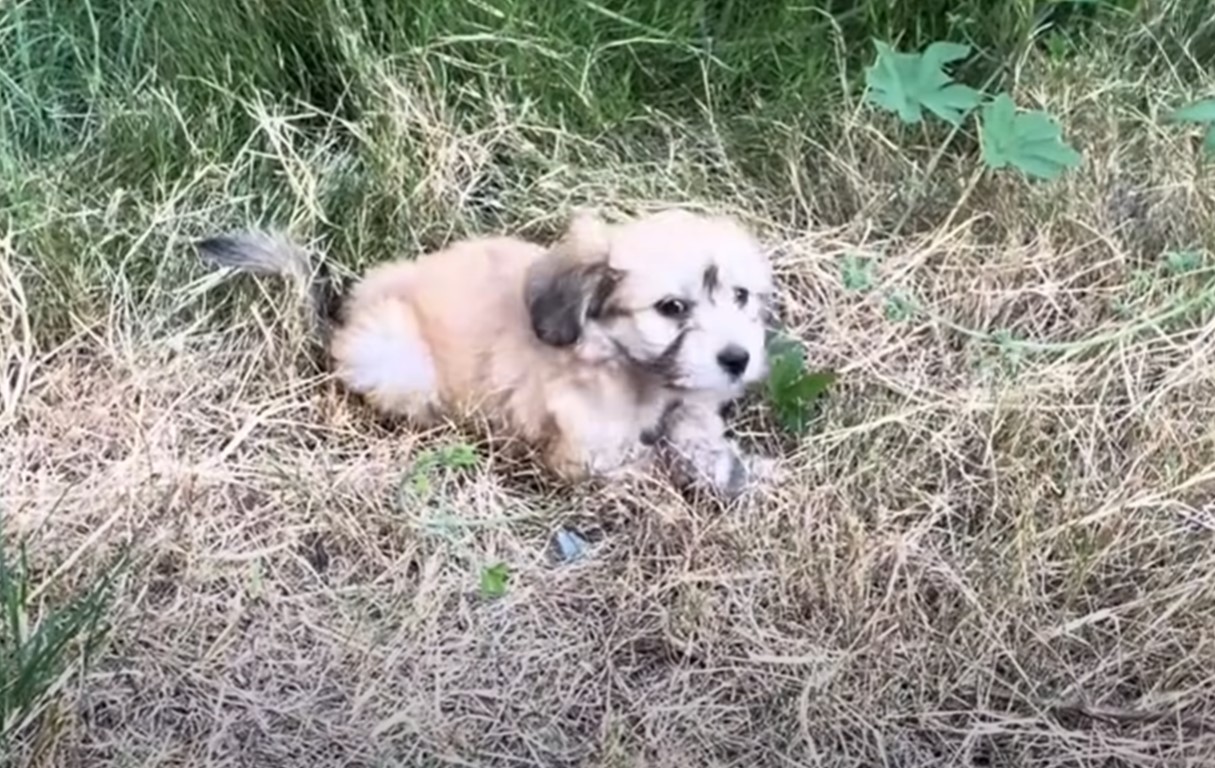 the dog sits in the grass and looks around