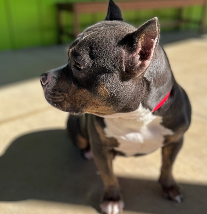 the dog sits on the pavement and looks away