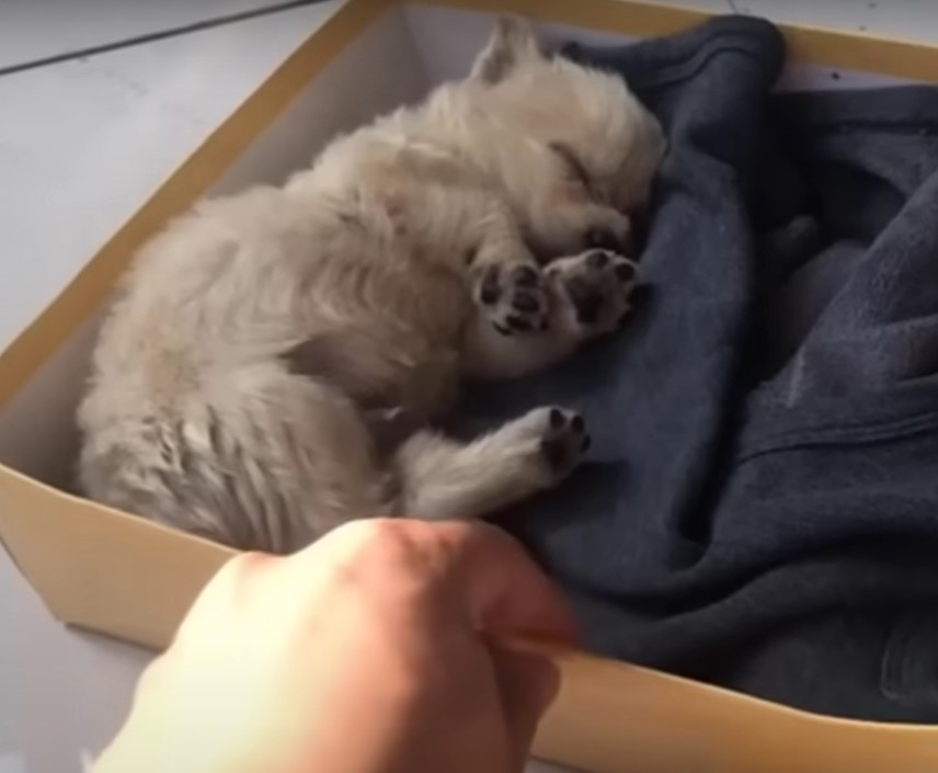 the dog sleeps in the package