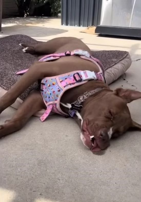 the dog sleeps on a pillow on the sidewalk