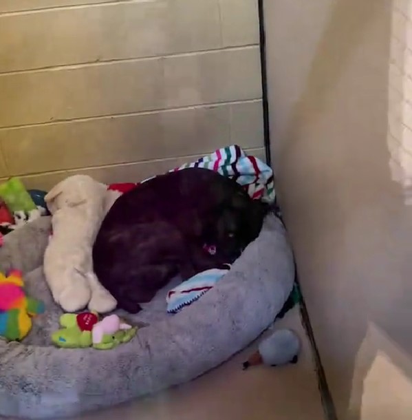 the dog sleeps on a pillow with toys