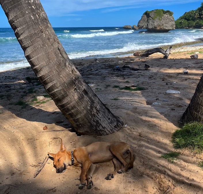 the dog sleeps on the beach in the sand