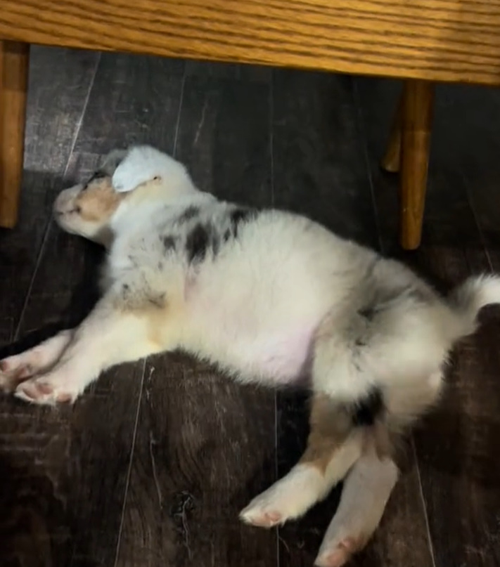 the dog sleeps on the laminate under the chair