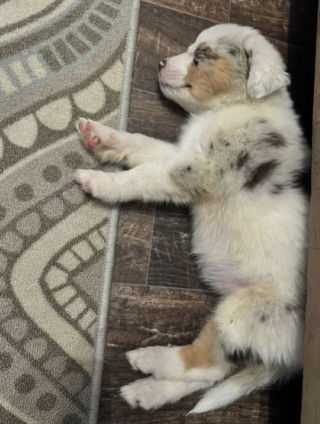 the dog sleeps on the laminate