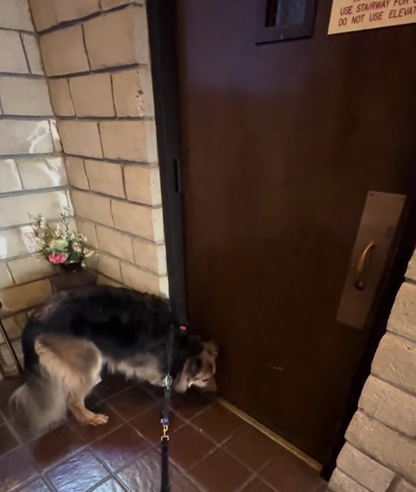 the dog sniffs under the door